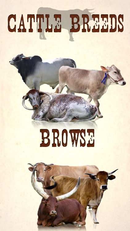 Cattle Breeds: Various Types of Cattle