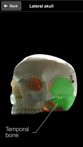 Game screenshot Skull Osteology apk