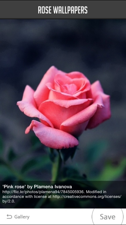 Rose Wallpaper screenshot-4