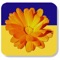 This unique reference provides the best information available on the personal use of over 100 herbs that are regulated as medicines in Europe