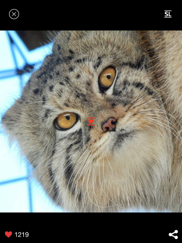 Screenshot #6 pour Фото котиков каждый день - Котолог