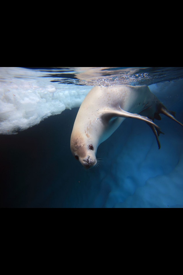 Animals Antarctica screenshot 3