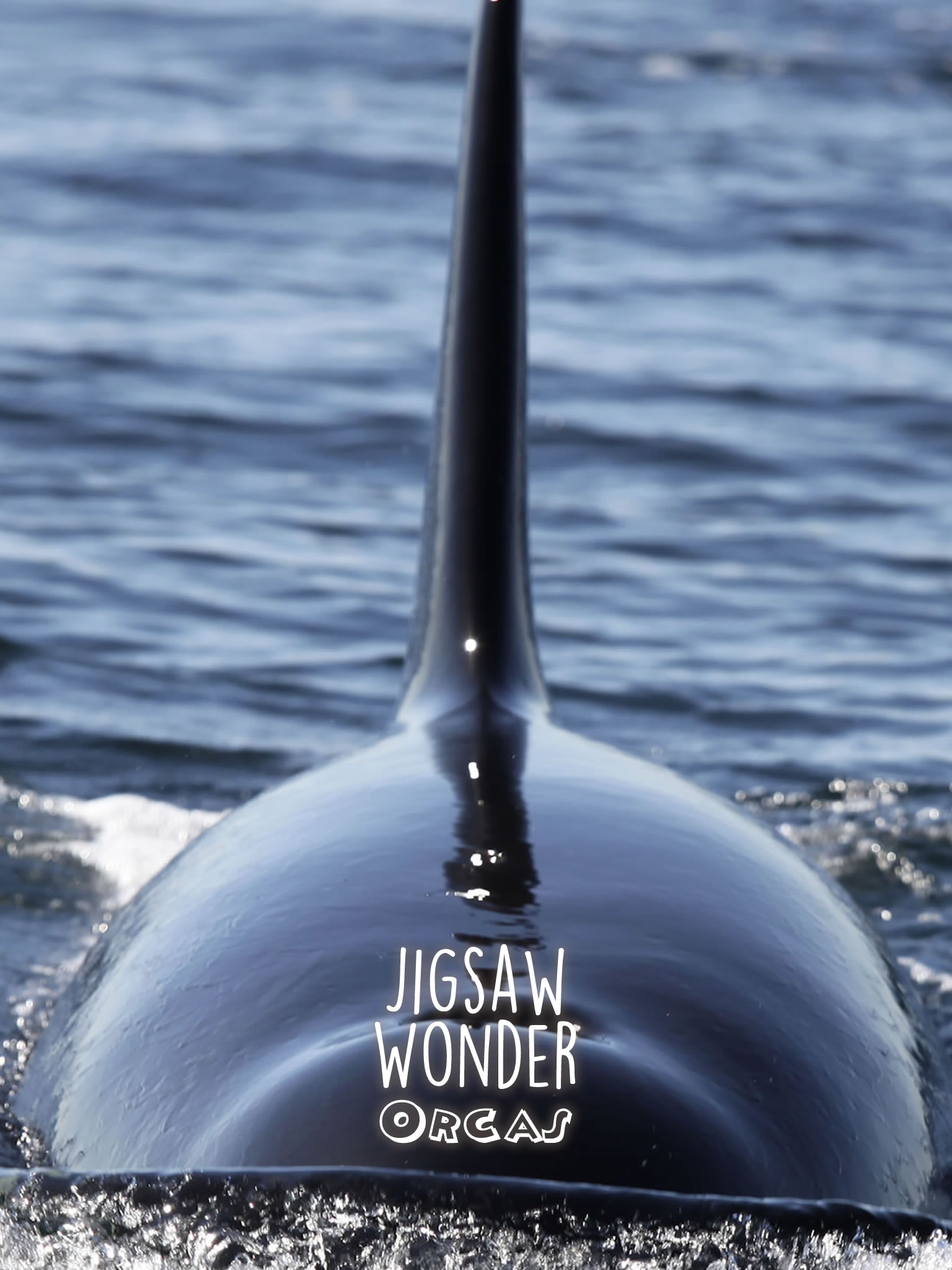Orca Puzzles for Kids Free Jigsaw Wonder Edition
