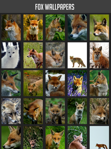 Screenshot #4 pour Fox Wallpapers