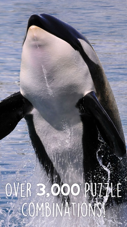 Orca Puzzles for Kids Free Jigsaw Wonder Edition