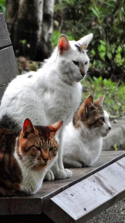 Aha-Experience Landscapes of the cat screenshot-3