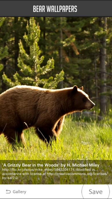 Screenshot #3 pour Bear Wallpaper