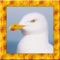 Seagull Bird Simulator