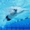 How To Swim is the Complete video guide for you to learn swimming