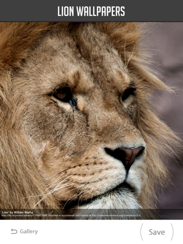 Screenshot #5 pour Lion Wallpapers
