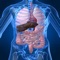 Human Biology : Digestive System Quiz