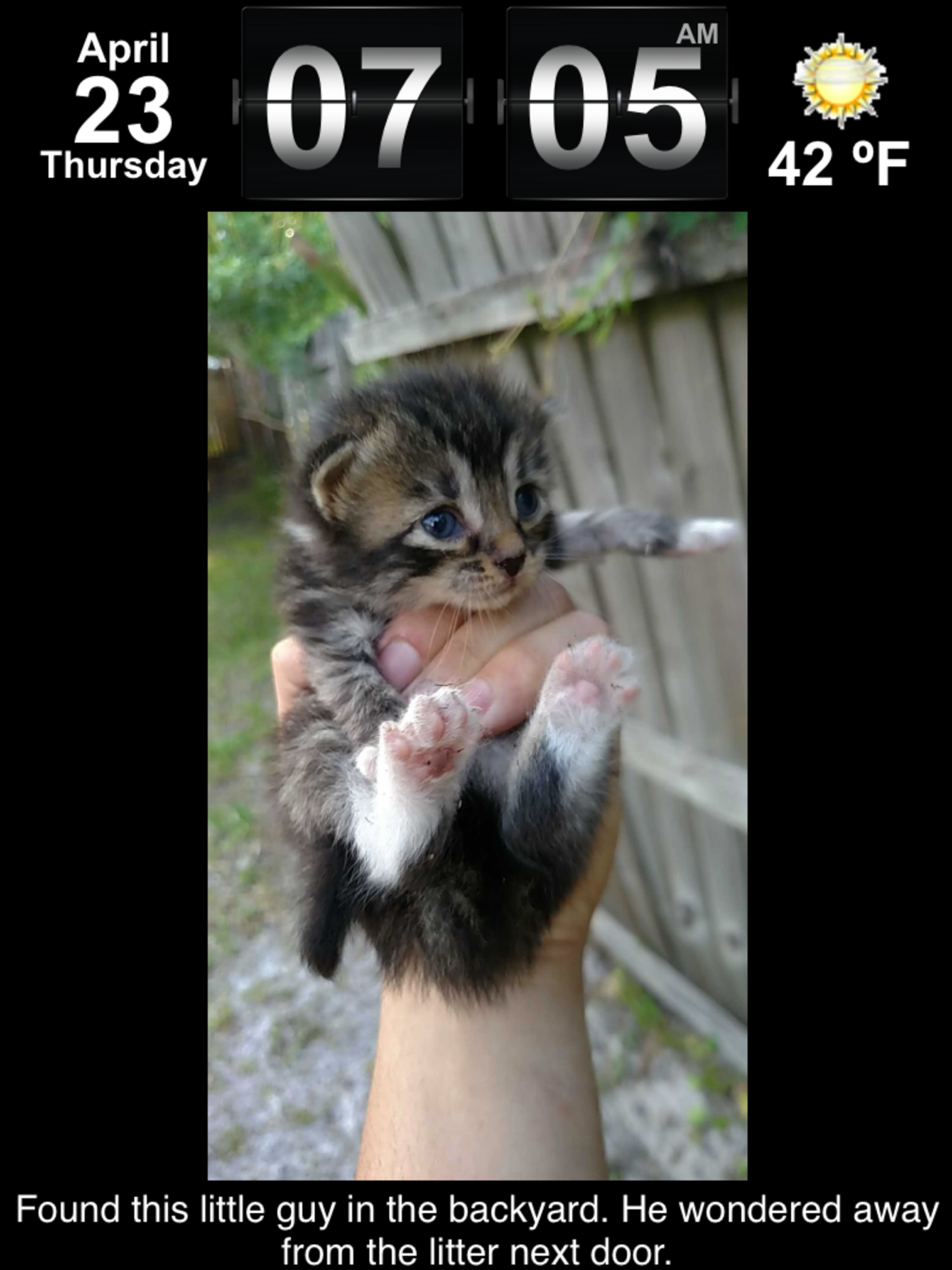 Cute Animal Pics Watch App - Fun pictures for children, young kids, and adults