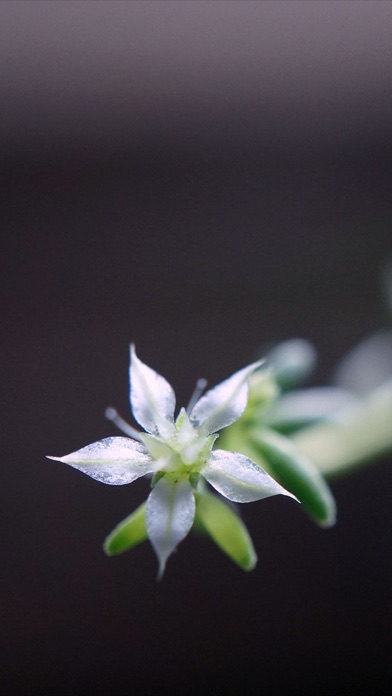 Screenshot #1 pour Minimalism: Simple, Unique Wallpapers for iPhone and iPad