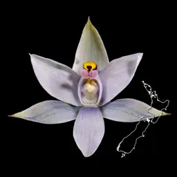 NZ Orchid Key app icon