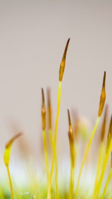 Screenshot #3 pour Minimalism: Simple, Unique Wallpapers for iPhone and iPad