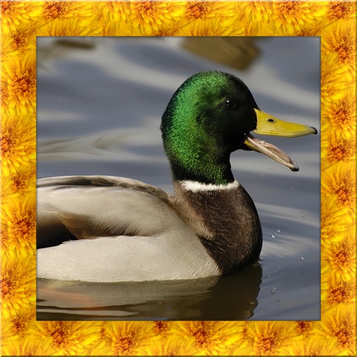 Wild Duck Simulator icon