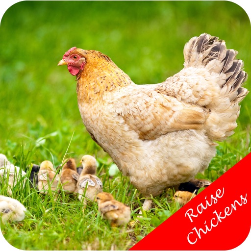 How To Raise Chickens - Lay More Eggs icon