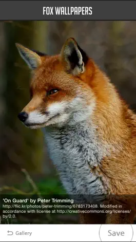 Game screenshot Fox Wallpapers apk