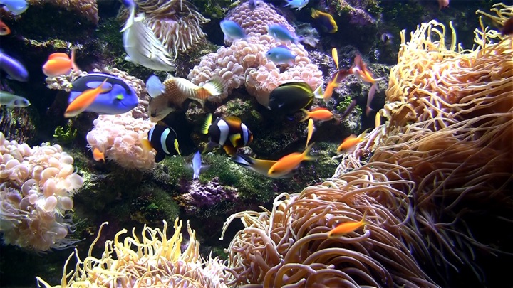 Screenshot #3 pour Aquarium HD TV