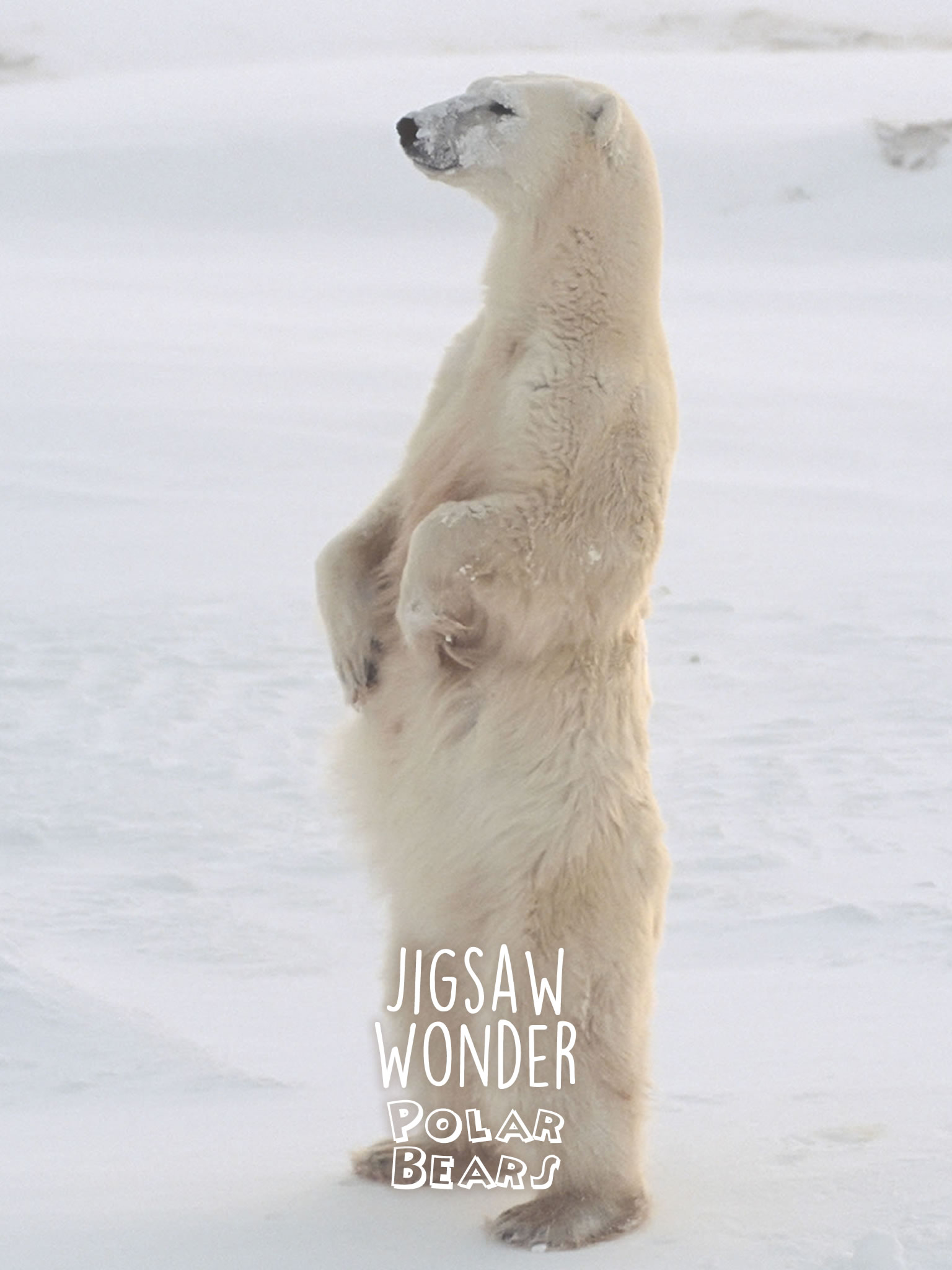 Jigsaw Wonder Polar Bear Puzzles for Kids Free