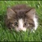 Cat Breeds Guide is a great collection with beautiful cats breeds with photos and details