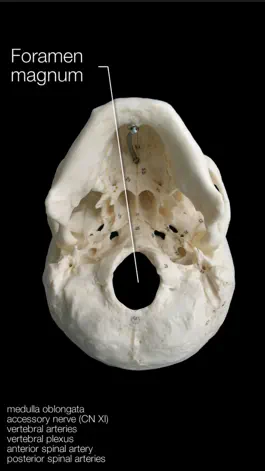 Game screenshot Skull Osteology hack