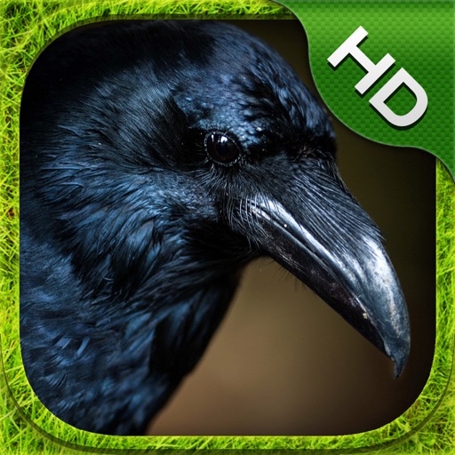 Crow Simulator - HD iOS App