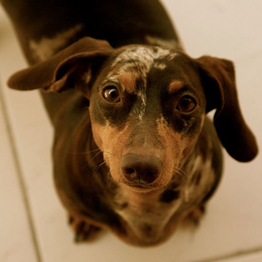 Dog Breeds App