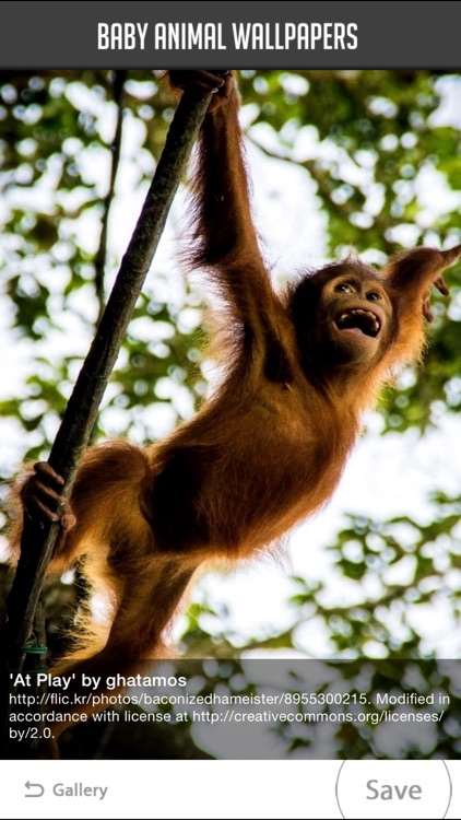 Baby Animal Wallpapers screenshot-3