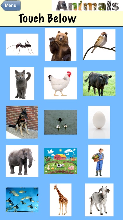 DTT Animals