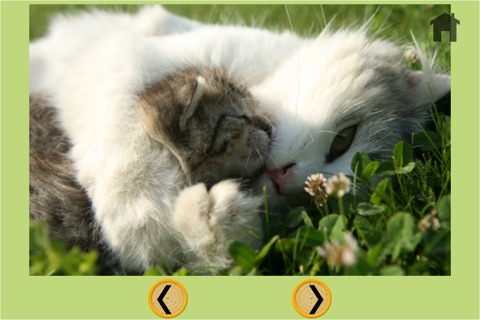 beautiful cats for kids - free game screenshot 4