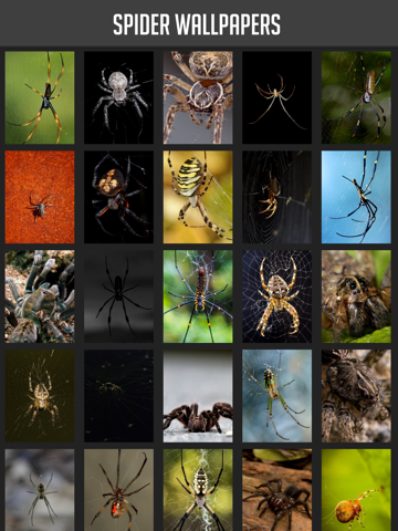 Screenshot #4 pour Spider Wallpapers