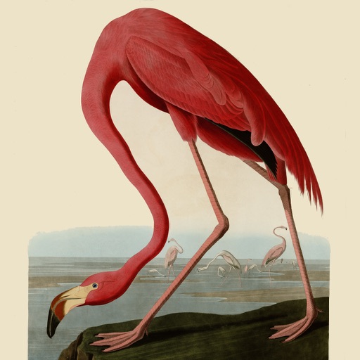 BirdArt - Birds of America Edition Icon