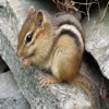 Chipmunk Sounds Ringtones and More of From this Cute Little Animal