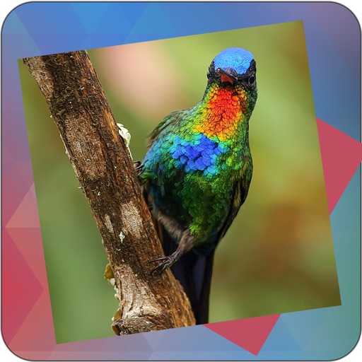 Déjà Vu - Hummingbirds iOS App