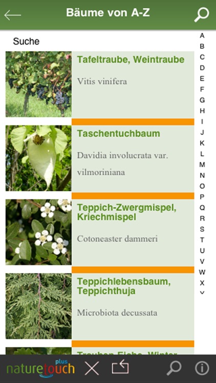 Bäume und Sträucher bestimmen