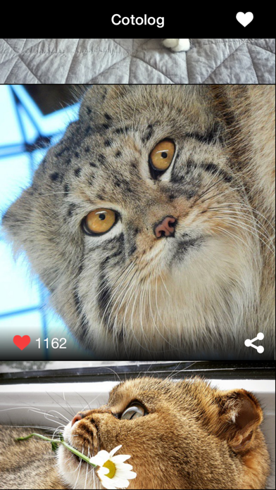 Daily cat photos - Cotolog iPhone screenshot 5 - Entertainment app