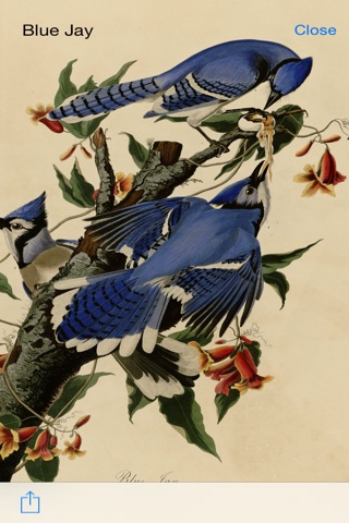 BirdArt - Birds of America Edition screenshot 2