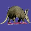 Aardvark Pedometer Free