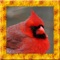 Role play a Cardinal bird :)