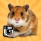 hamstergram - make people hamsters instantly and more!