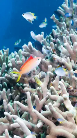 Game screenshot Landscapes of the sea hack