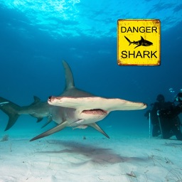 Shark Diving