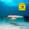 Enjoy more than 800 shark diving videos
