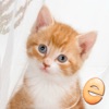 Jigsaw Wonder Kittens Puzzles for Kids