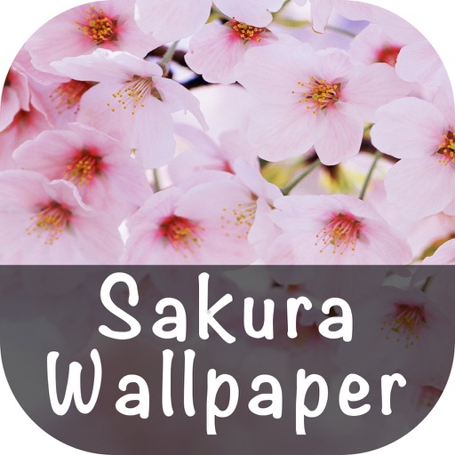 Sakura Wallpaper