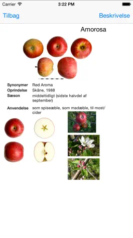 Game screenshot The Pometum Apple App apk