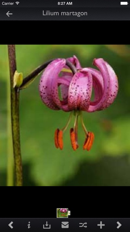 Medicinal Plants Encyclopedia Pro screenshot-3