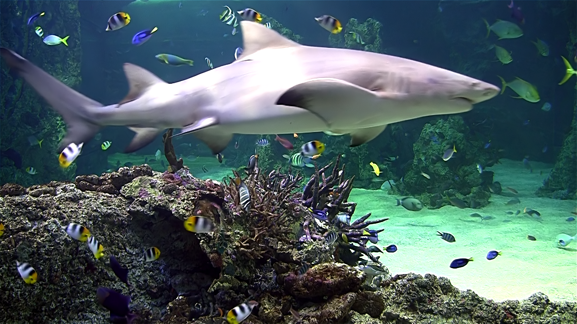 Aquarium live HD TV screenshot 5