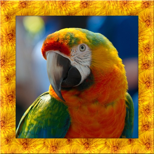 Parrot Simulator 3D icon